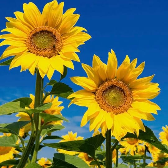 Sunflowers from Karen's Care Agency Ltd Facebook profile image
